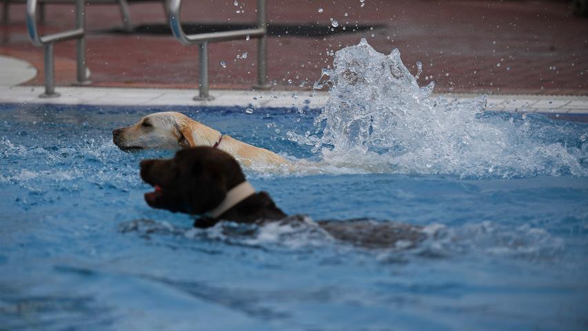 Erster Badetag für Hunde im Neumarkter Freibad