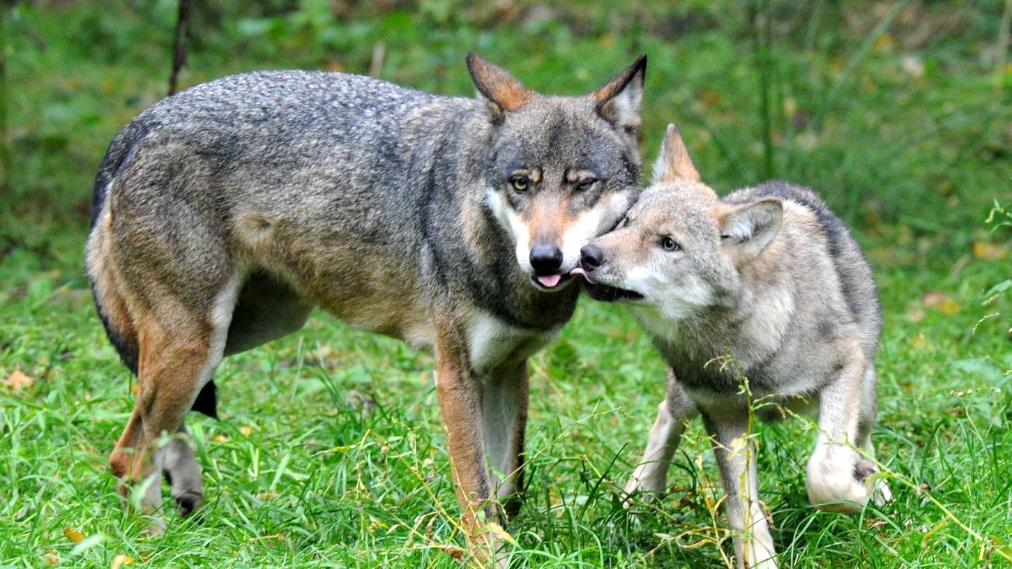 Bayerischer Wald: Suchtrupp schießt ausgebrochenen Wolf ab