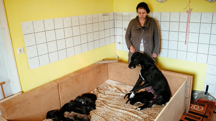 Welpen-Alarm in Regen: Dogge bringt 17 Hundebabys zur Welt