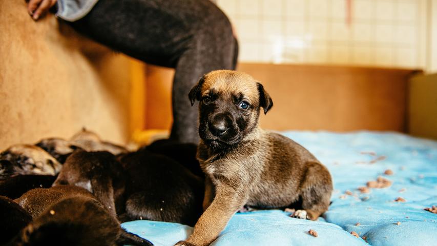 Welpen-Alarm in Regen: Dogge bringt 17 Hundebabys zur Welt