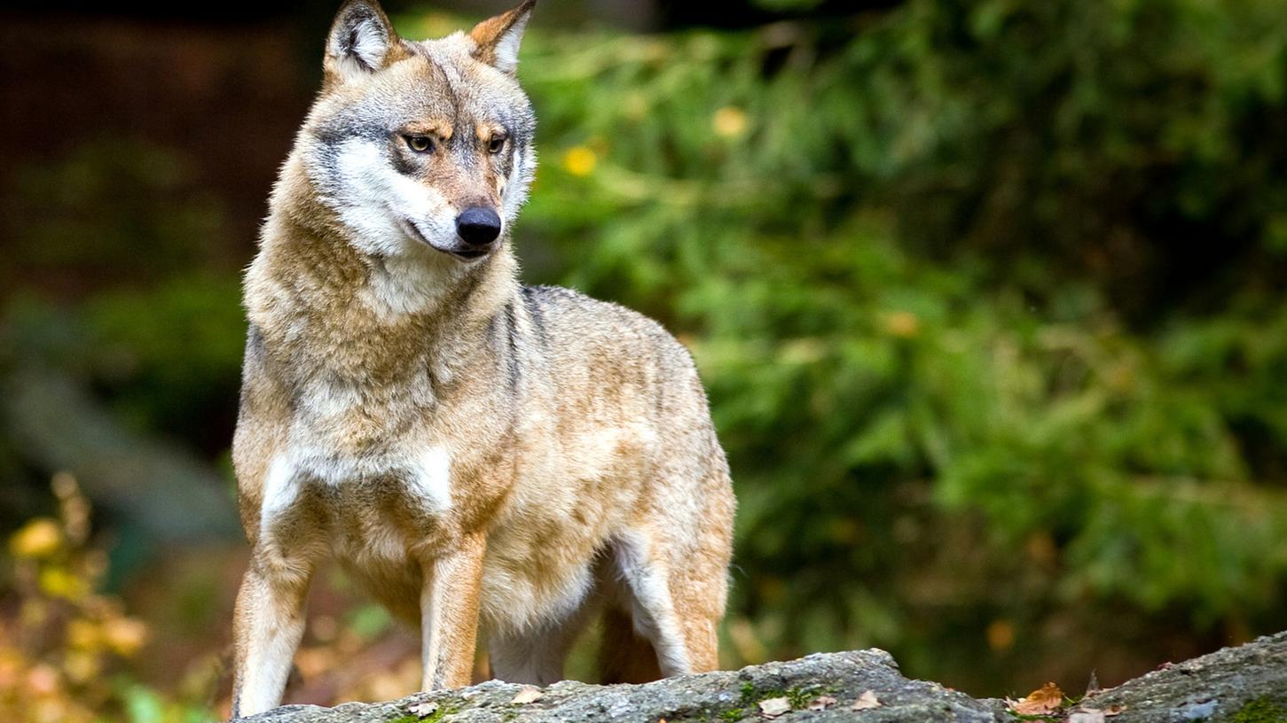 Einer der sechs aus einem Gehege im Bayerischen Wald entkommenen Wölfe wurde erschossen.