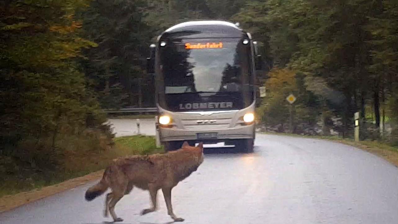 Diesen Wolf bei Lindberg im Bayerischen Wald hat eine Familie auf der Fahrt zum Kindergarten vom Auto aus gefilmt.