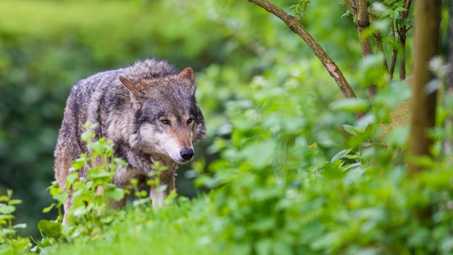 Bei der Begegnung mit einem Wolf sollten Passanten Ruhe bewahren und laut sein, um das Tier in die Flucht zu schlagen. (Symbolfoto)