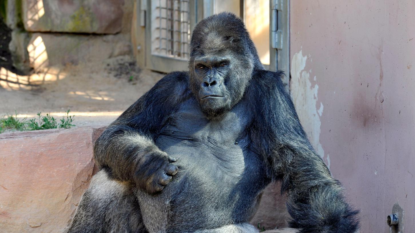 Tiergarten sorgt sich um schwerkranken Gorilla 