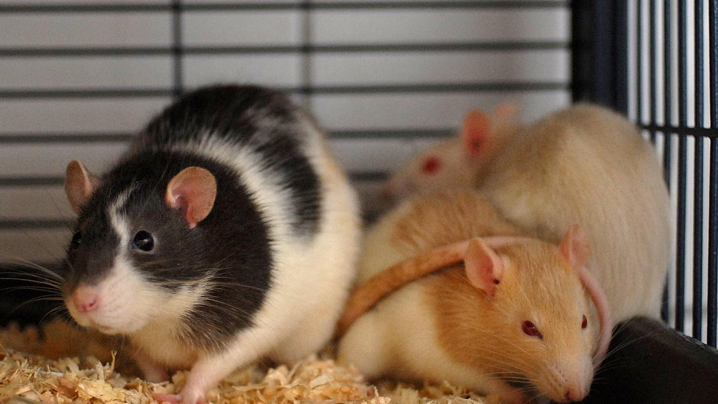 Überwiegend Mäuse und Ratten befanden sich in dem Kastenwagen aus Tschechien. (Symbolbild)