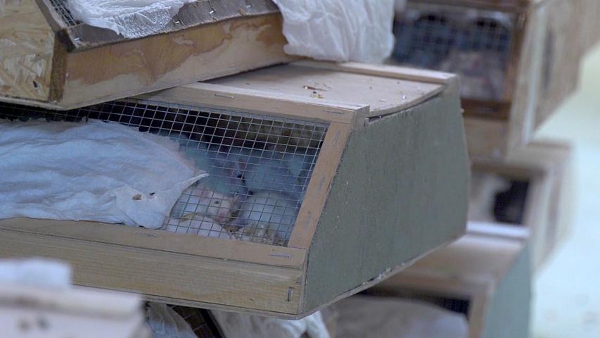 Tiertransport gestoppt: 7000 Tiere suchen neues Zuhause