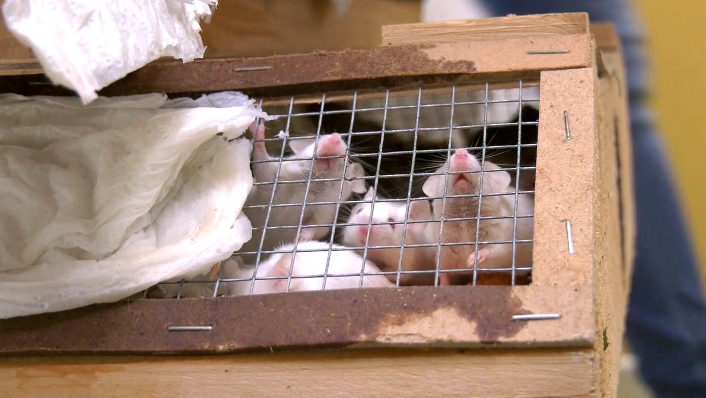 Unter den mindestens 7000 Tieren waren besonders viele Ratten und Mäuse - eingepfercht in kleine Boxen.