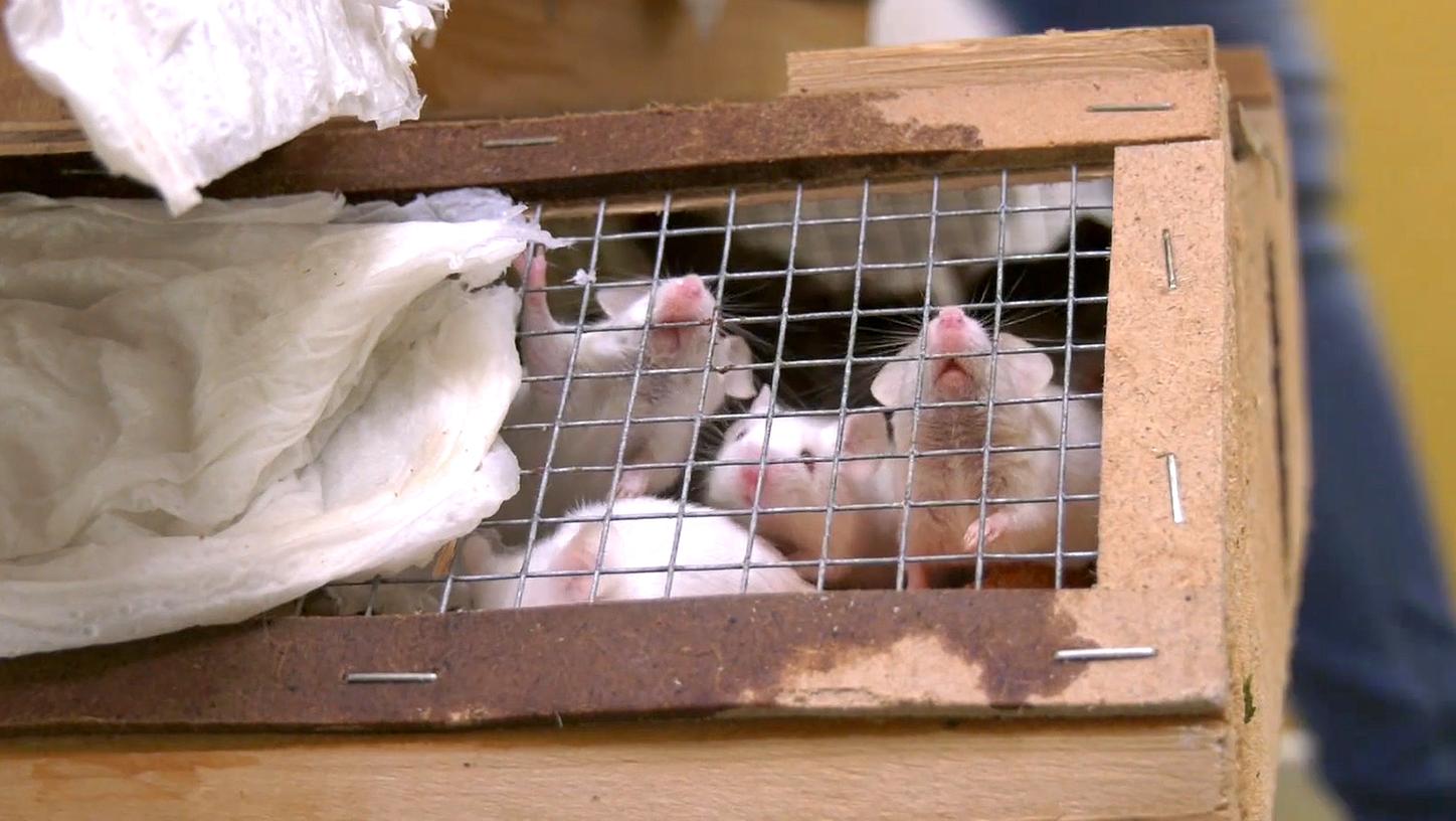 Unter den mindestens 7000 Tieren waren besonders viele Ratten und Mäuse - eingepfercht in kleine Boxen. Unter den mindestens 7000 Tieren waren besonders viele Ratten und Mäuse - eingepfercht in kleine Boxen.