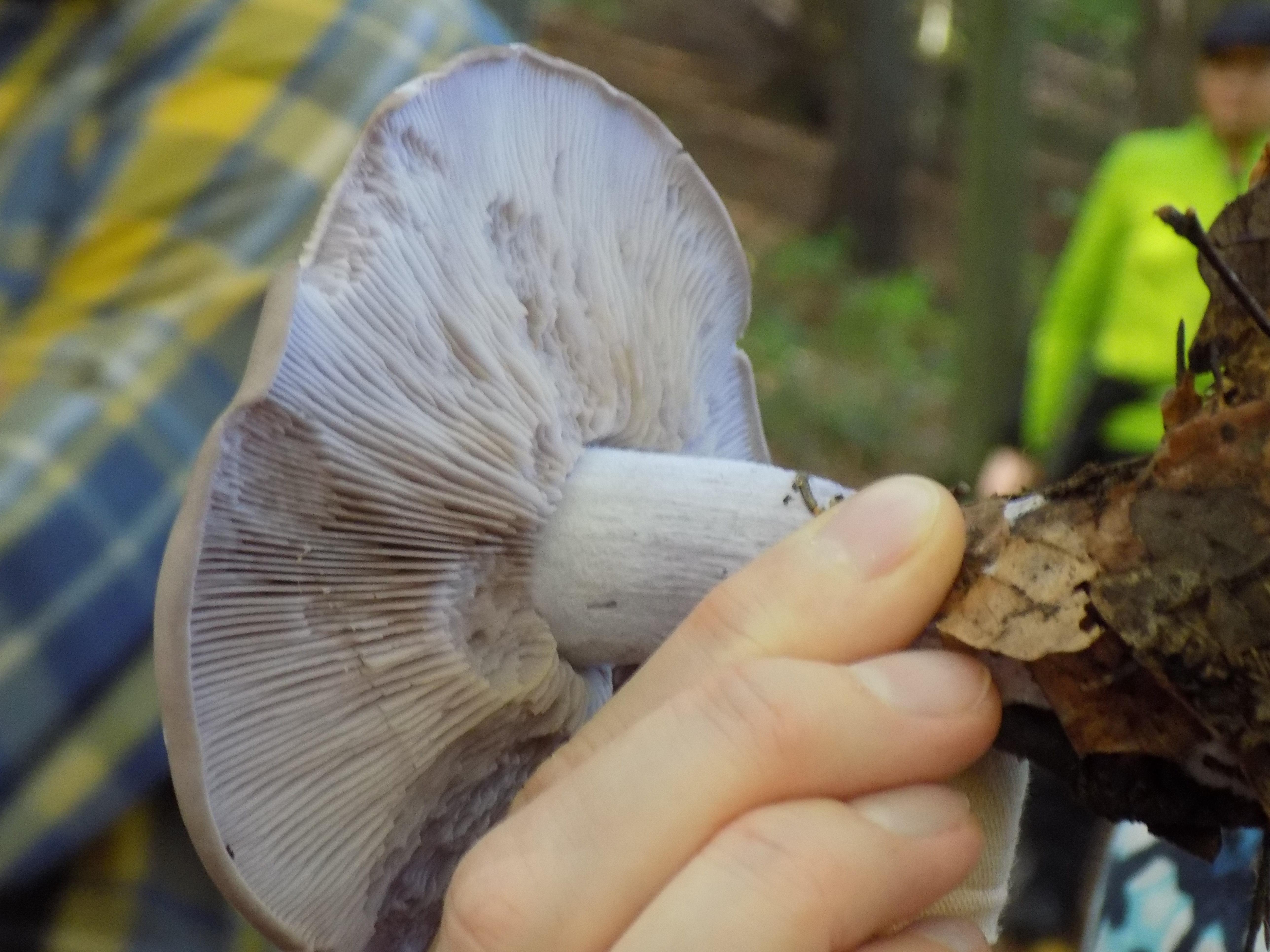 Bei Regen und Nässe färbt sich dieser Pilz violett, je älter desto mehr verblasst die Farbe.