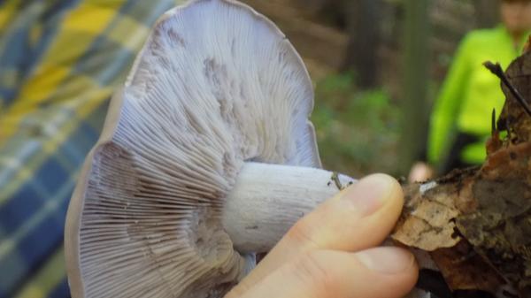 Bei Regen und Nässe färbt sich dieser Pilz violett, je älter desto mehr verblasst die Farbe.