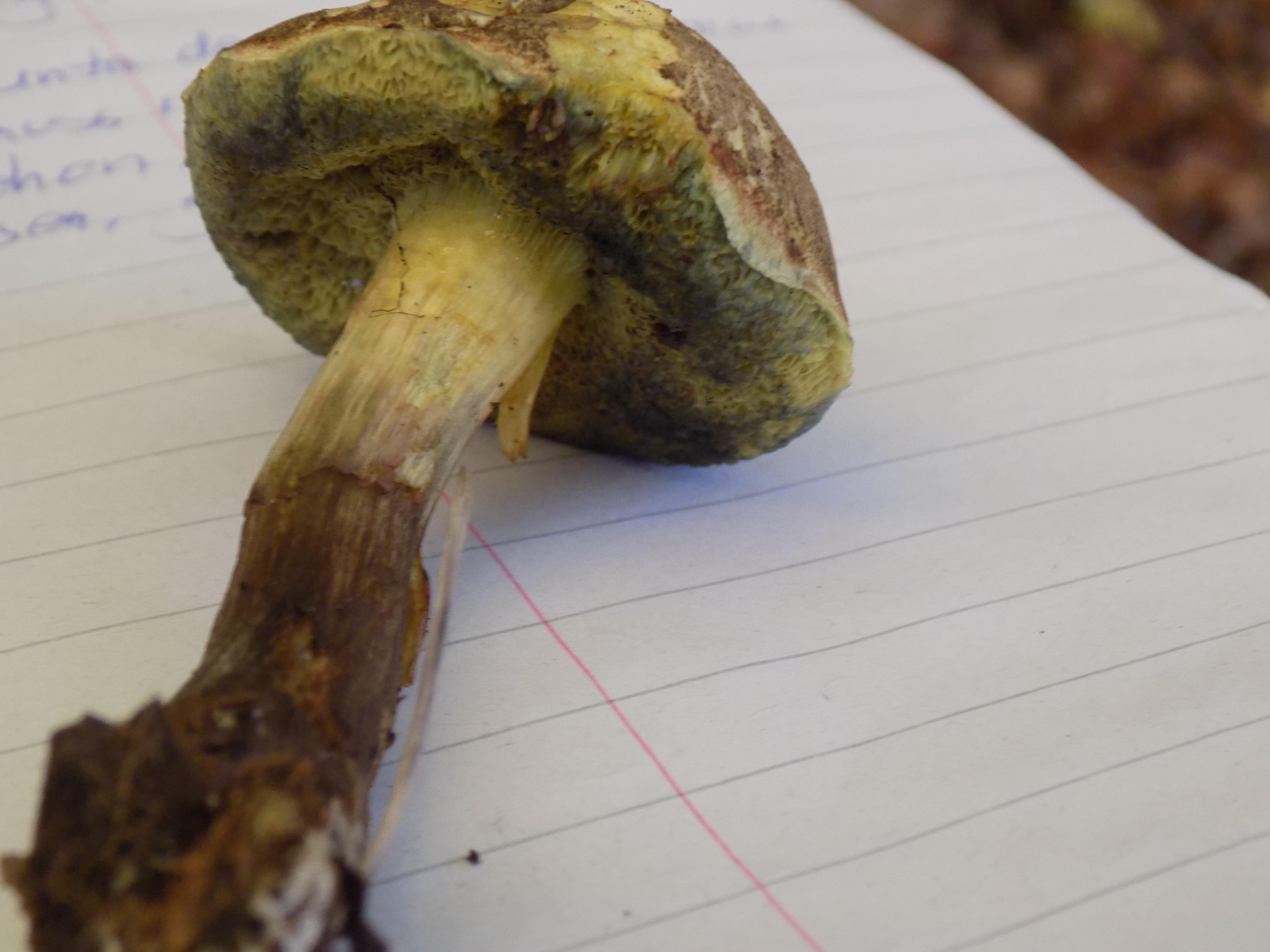 Rotfuß-Röhrlinge gelten als gute Speisepilze, werden allerdings oft von Schimmelpilzen befallen, die giftig sind. Angeschimmelte Pilze auf keinen Fall als Speisepilze verwenden.