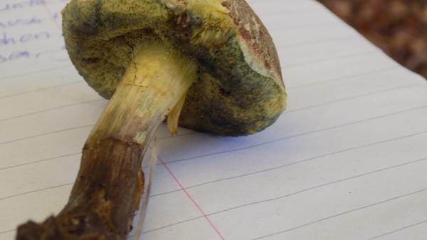 Rotfuß-Röhrlinge gelten als gute Speisepilze, werden allerdings oft von Schimmelpilzen befallen, die giftig sind. Angeschimmelte Pilze auf keinen Fall als Speisepilze verwenden.