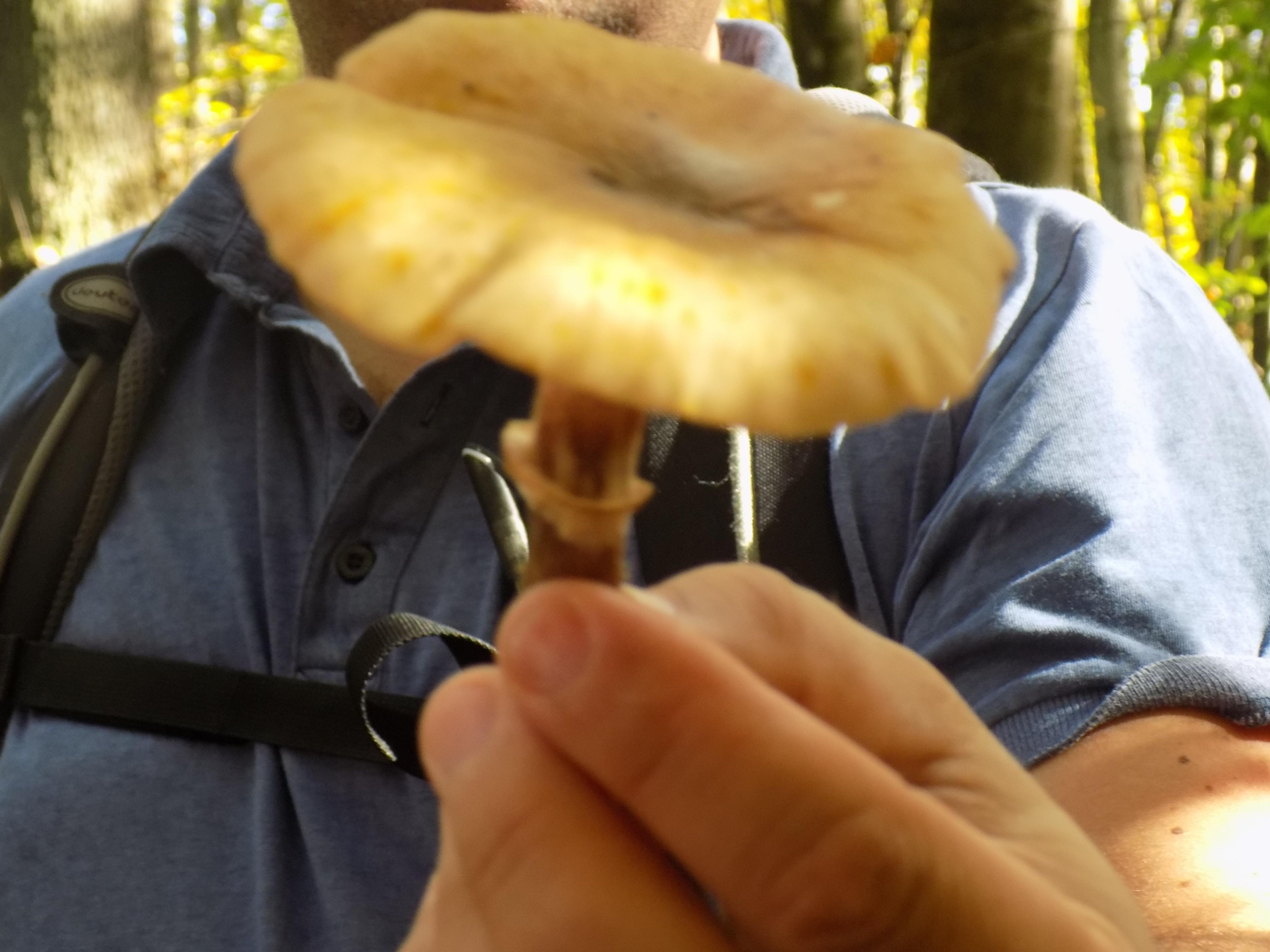 Vom Hallimasch gibt es viele verschiedene Arten, die schwierig zu unterscheiden sind. Nicht alle Hallimasch-arten sind essbar, viele ungenießbar oder sogar giftig.