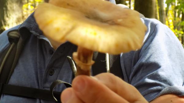 Vom Hallimasch gibt es viele verschiedene Arten, die schwierig zu unterscheiden sind. Nicht alle Hallimasch-arten sind essbar, viele ungenießbar oder sogar giftig.