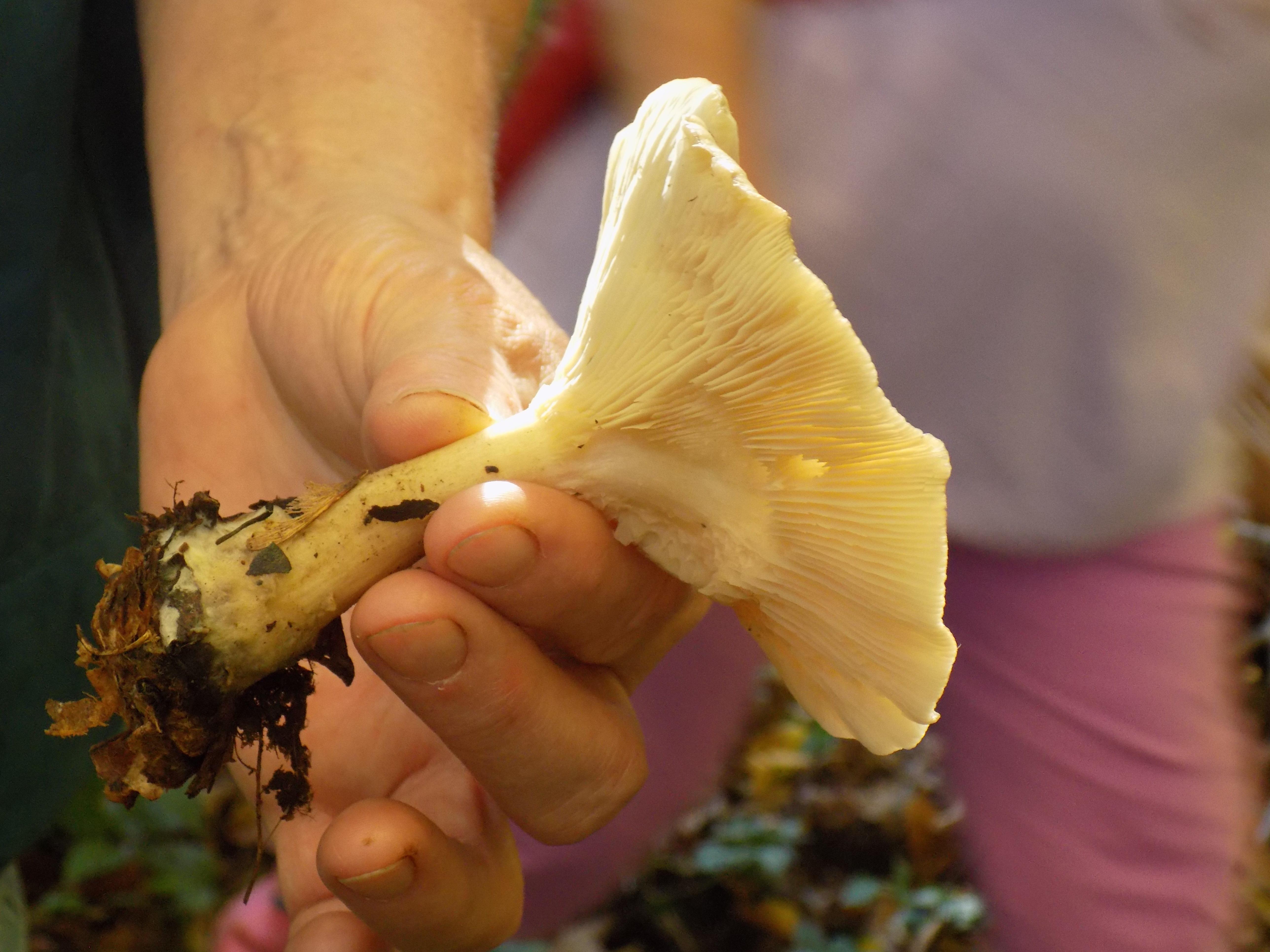 Erkennbar ist dieser Pilz, wie alle Trichterlinge, an den Lamellen, die am Stiel herunterlaufen. Der Pilz ist ungenießbar und kein Speisepilz und wird teilweise sogar als giftig bezeichnet.