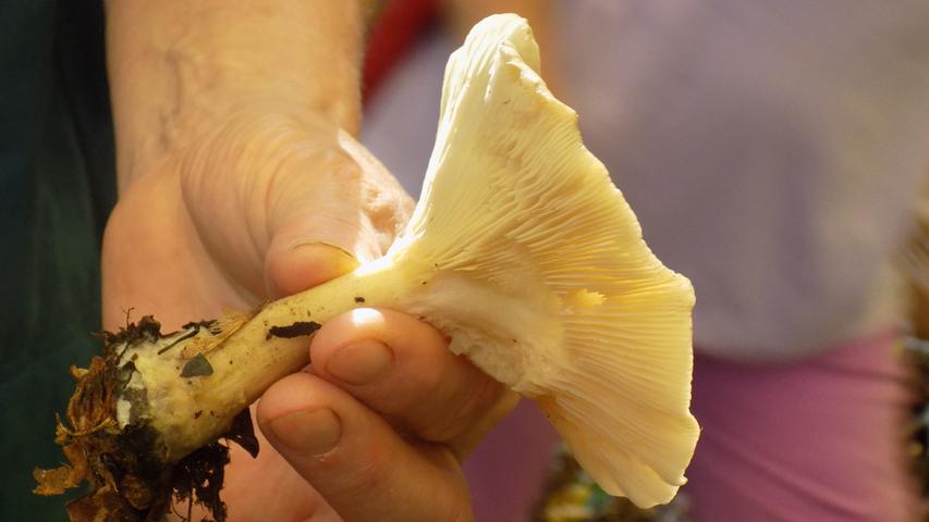 Erkennbar ist dieser Pilz, wie alle Trichterlinge, an den Lamellen, die am Stiel herunterlaufen. Der Pilz ist ungenießbar und kein Speisepilz und wird teilweise sogar als giftig bezeichnet.