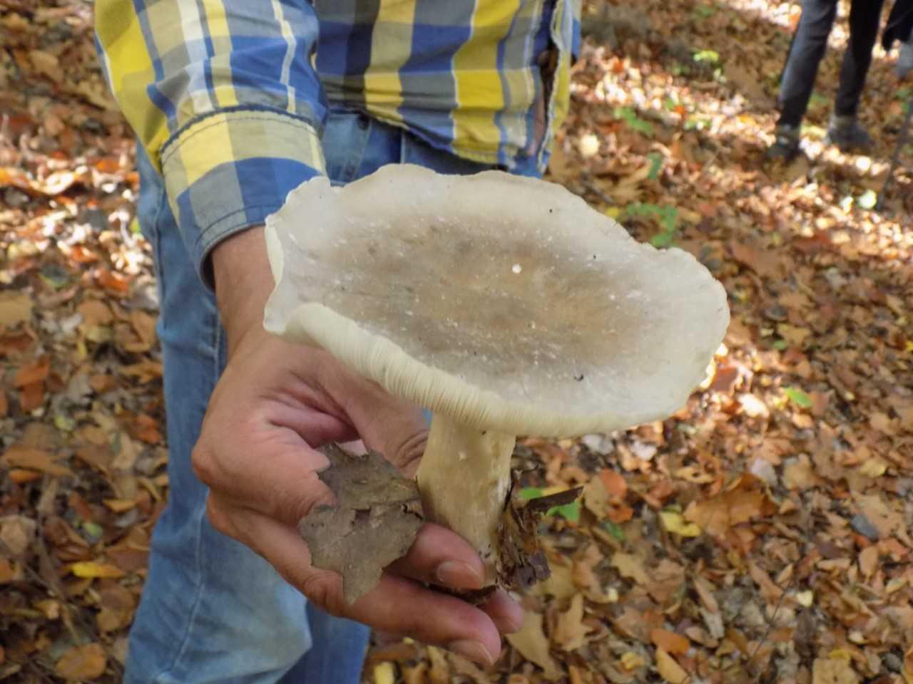 Finger weg von der Nebelkappe! Dieser Pilz kann Vergiftungen hervorrufen.