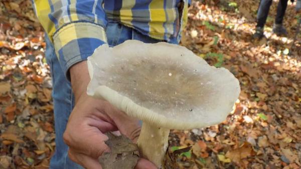 Finger weg von der Nebelkappe! Dieser Pilz kann Vergiftungen hervorrufen.