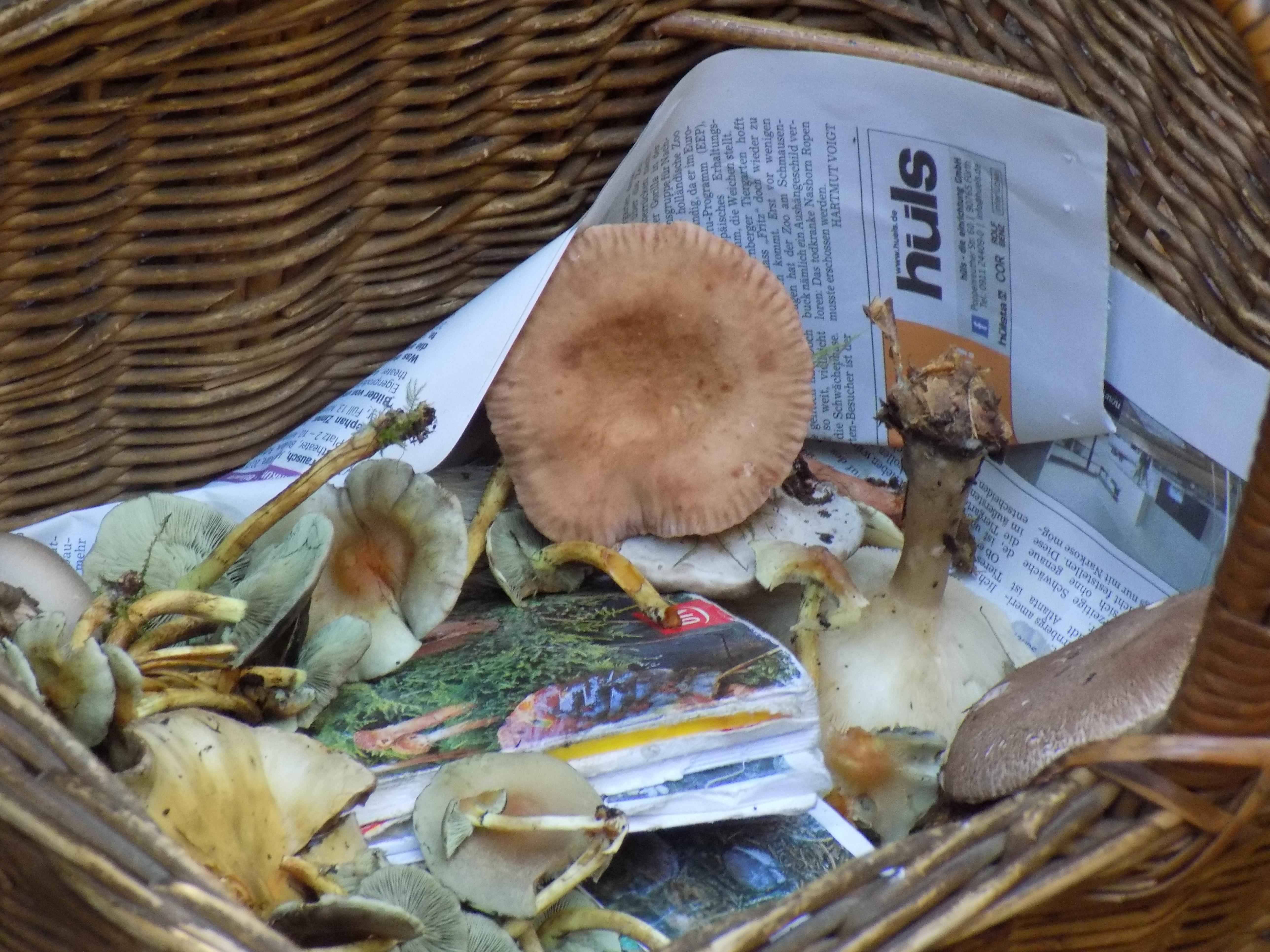 Merke also: Augen auf beim Pilzesammeln und im Zweifelsfall: Finger weg!