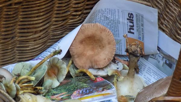 Merke also: Augen auf beim Pilzesammeln und im Zweifelsfall: Finger weg!