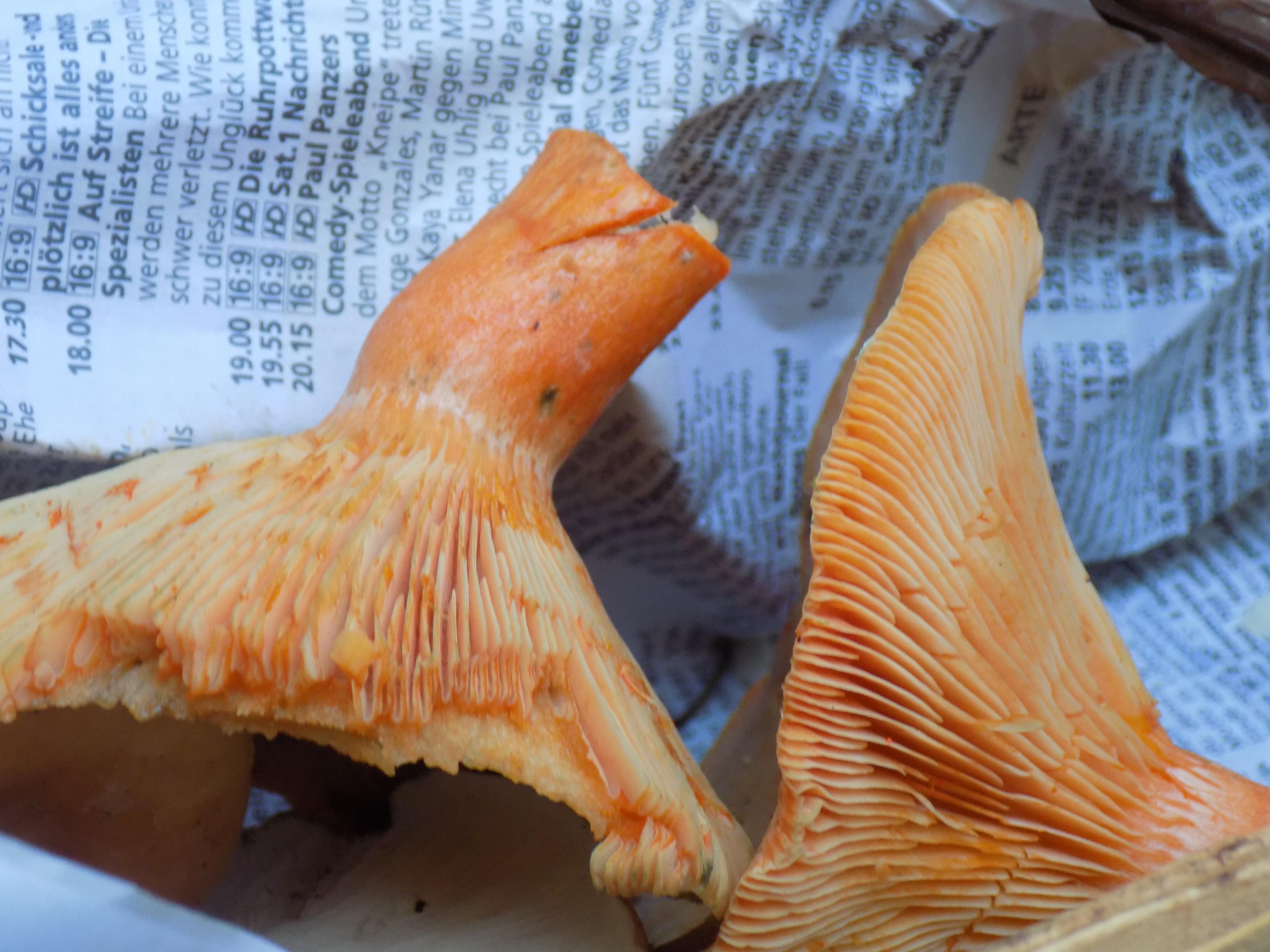 Nur wenige Milchlinge kann ein Laie gefahrlos sammeln. Die Pilze sind vor allem durch ihre Farbe auffällig. Alle Milchlinge mit orangener oder roter Milch sind essbar.