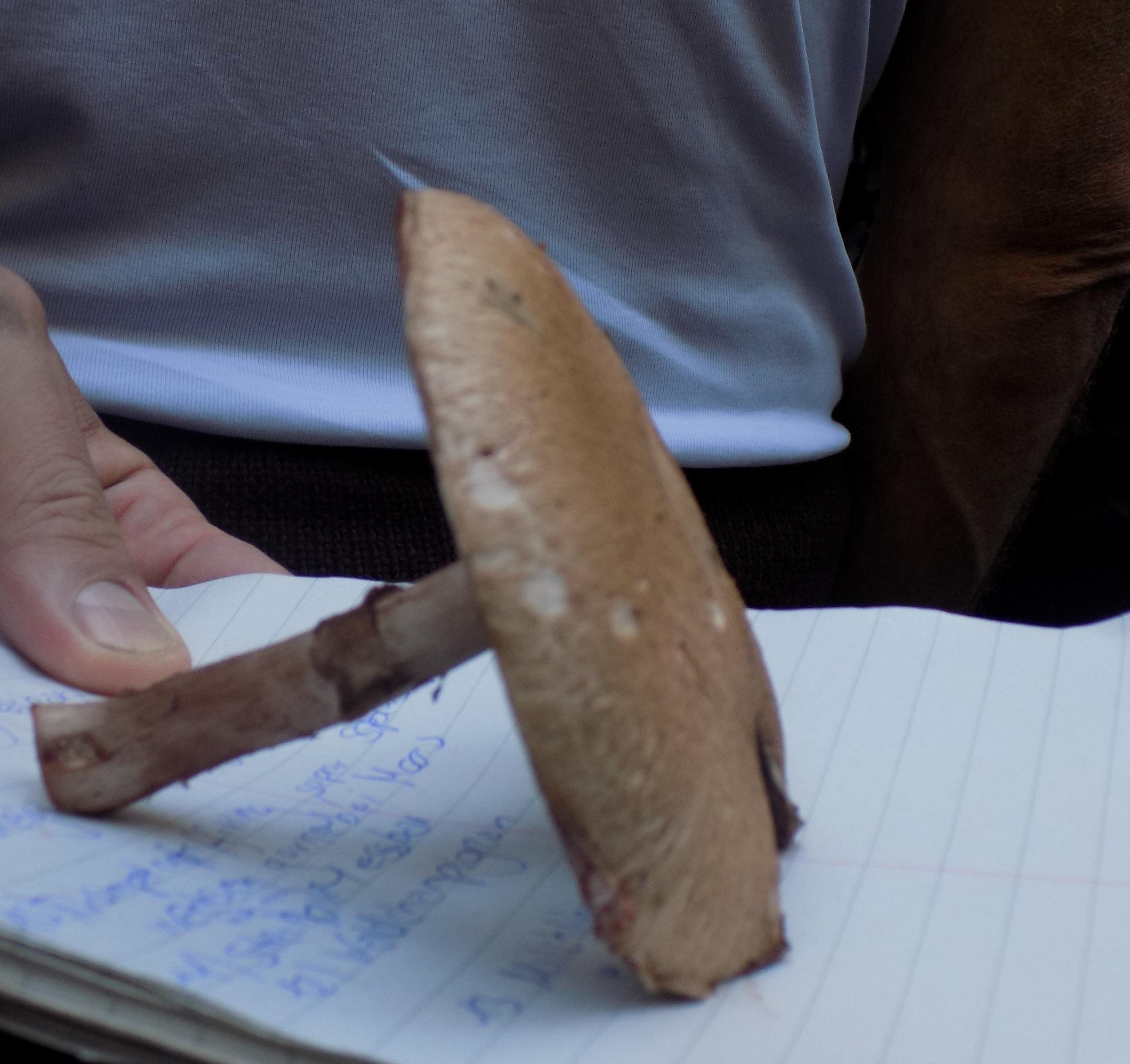 Der Klassiker unter den Pilzen, ebenfalls essbar. Aber Vorsicht: Es gibt über 60 Arten von Champignons, die teilweise giftig sind.