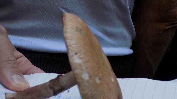 Der Klassiker unter den Pilzen, ebenfalls essbar. Aber Vorsicht: Es gibt über 60 Arten von Champignons, die teilweise giftig sind.