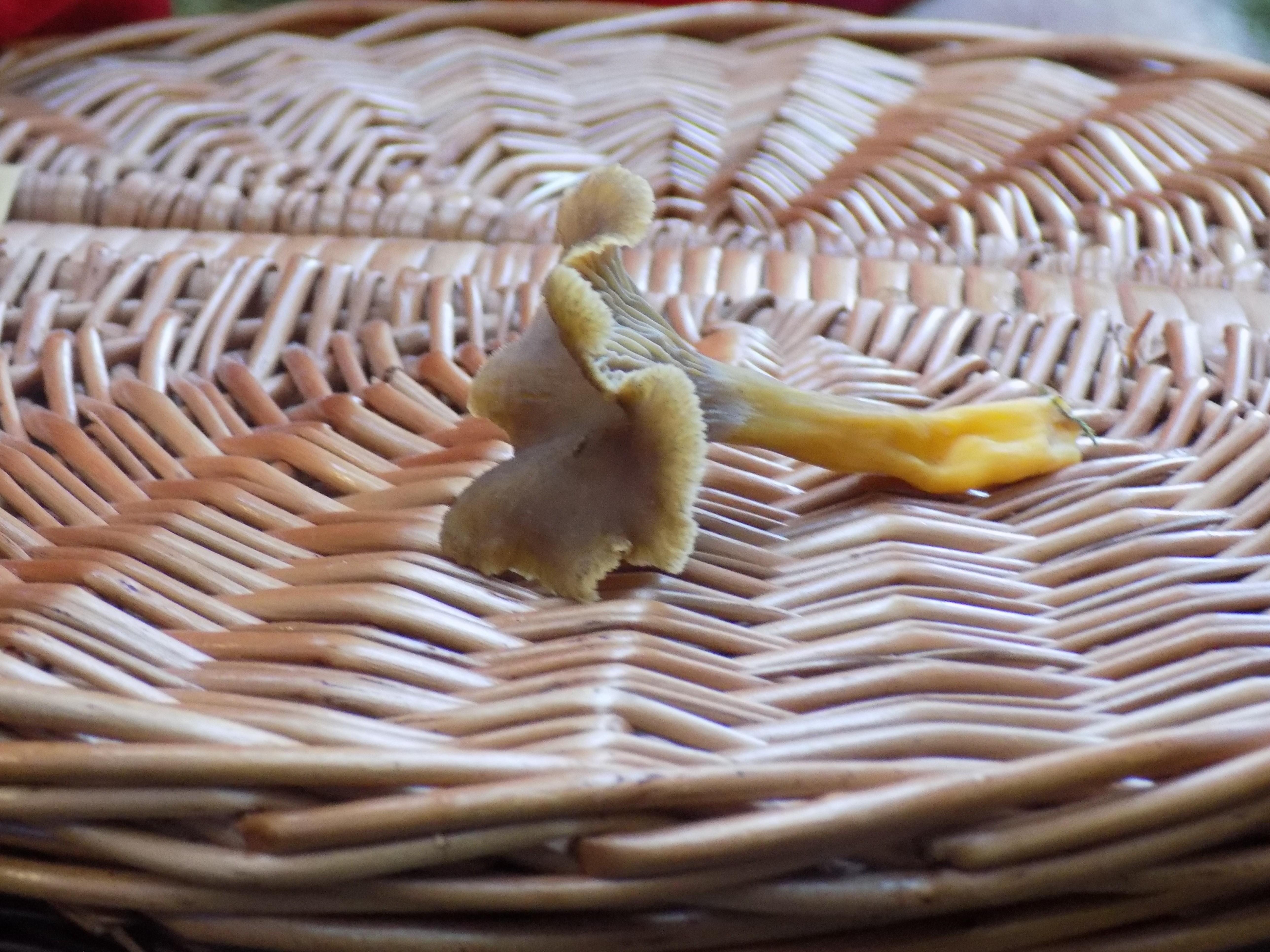 Der Trompetenpfifferling hat in der Hutmitte ein Loch. Ein guter Speisepilz.