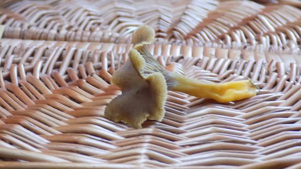 Der Trompetenpfifferling hat in der Hutmitte ein Loch. Ein guter Speisepilz.