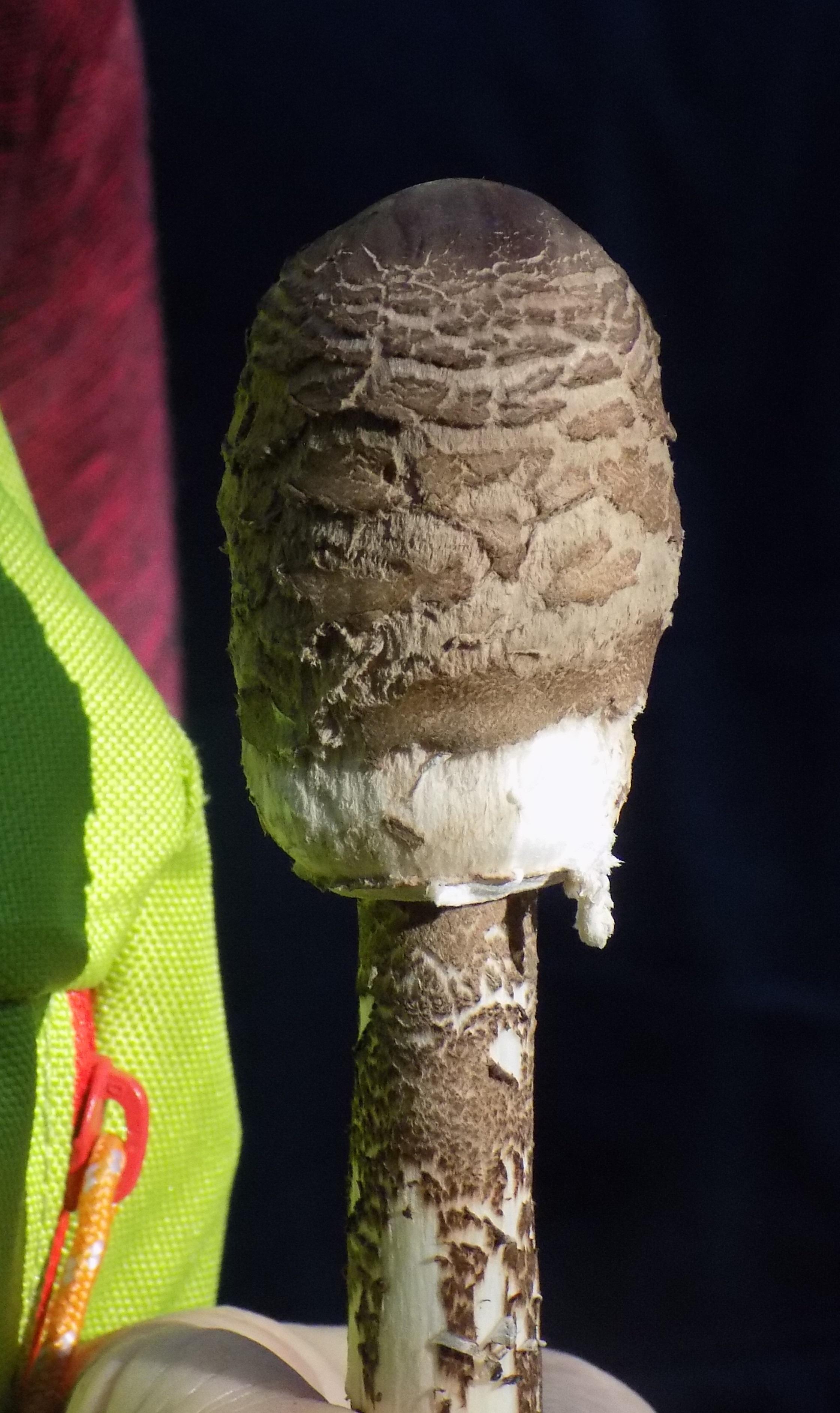 Dieser Schirmling zeichnet sich durch seinen schuppigen Hut und seine weißen Lamellen aus. Er ist essbar. Andere Risenschirmlinge sind zum Teil giftig!