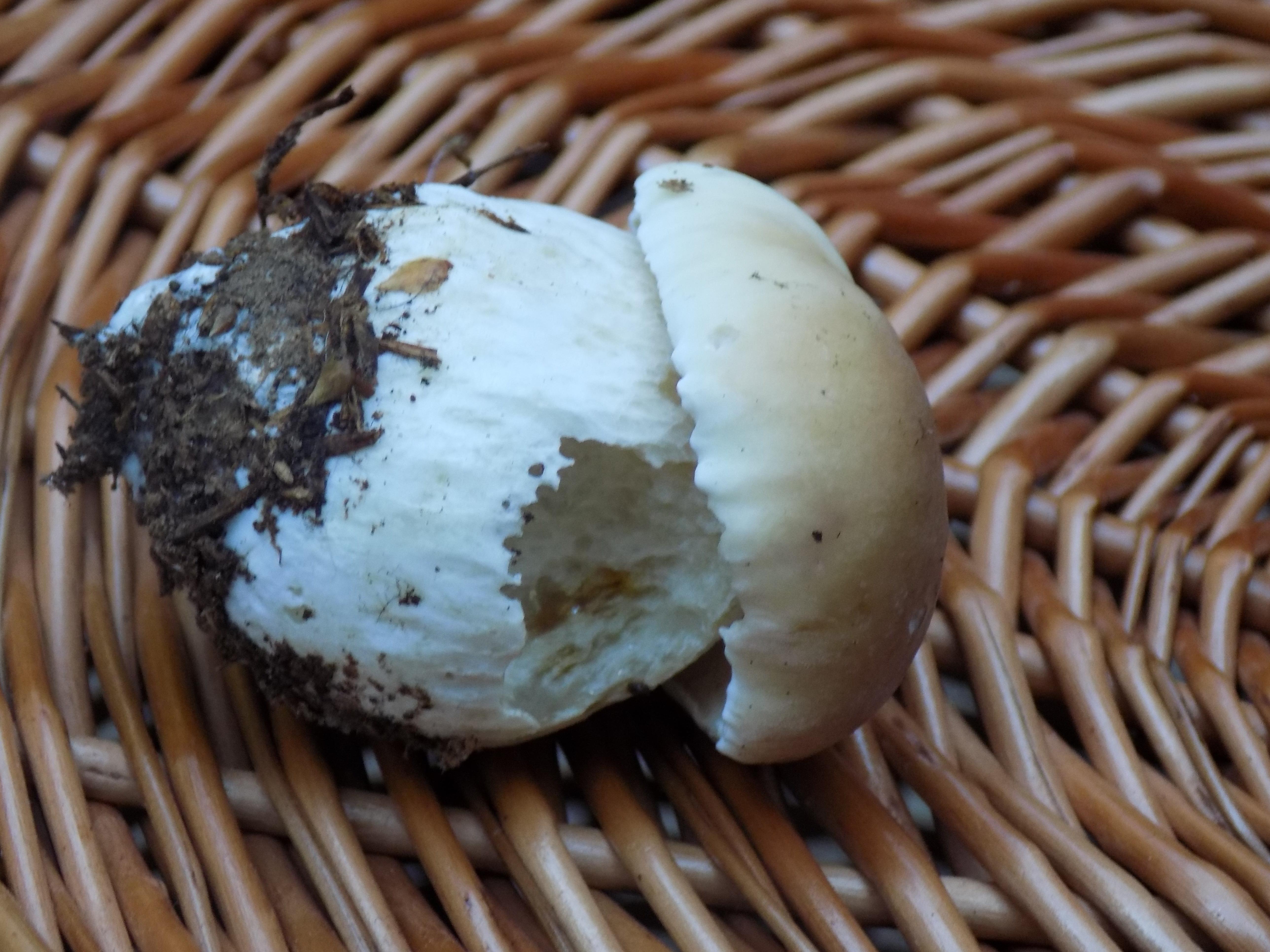 Dies ist ein kleines Exemplar des essbaren Steinpilzes, einem der schmackhaften "Könige" der Speisepilze.