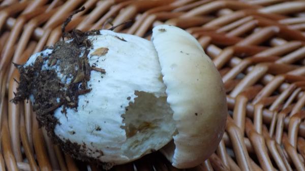 Dies ist ein kleines Exemplar des essbaren Steinpilzes, einem der schmackhaften "Könige" der Speisepilze.