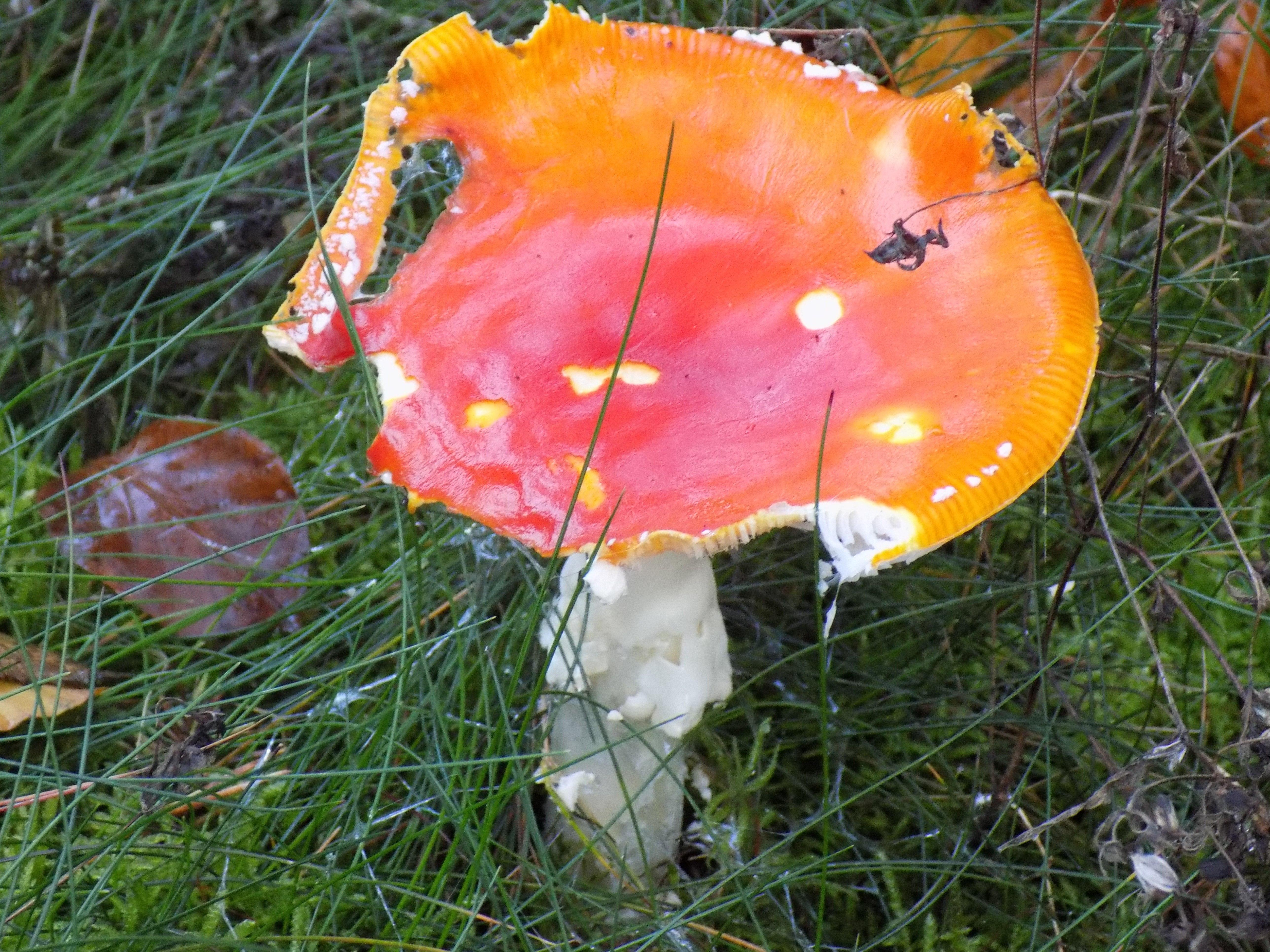 Auch wenn dieser Pilz in der germanischen Mythologie als Glückspilz bezeichnet wurde, sollte man sein Glück besser nicht mit ihm versuchen. Wie der wohl auffälligste Pilz in unseren Wäldern schon an seiner Färbung signalisiert: Finger weg! Giftig!