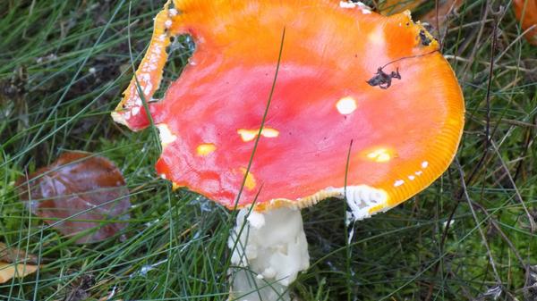 Auch wenn dieser Pilz in der germanischen Mythologie als Glückspilz bezeichnet wurde, sollte man sein Glück besser nicht mit ihm versuchen. Wie der wohl auffälligste Pilz in unseren Wäldern schon an seiner Färbung signalisiert: Finger weg! Giftig!