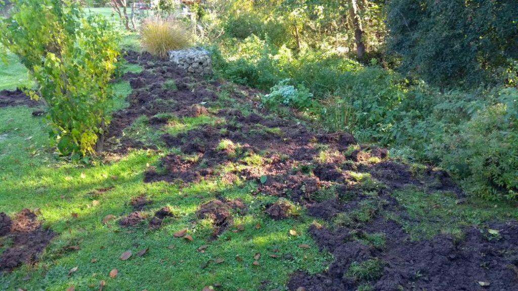 Burk Wildschweine Machen Aus Rasen Einen Acker Burk Nordbayern De