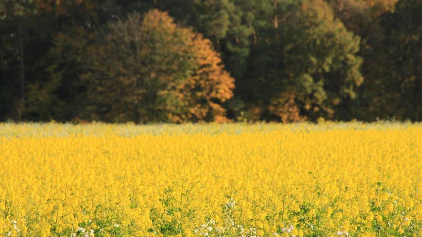 Strahlender Herbst: Eine Landpartie in den Kreis Fürth