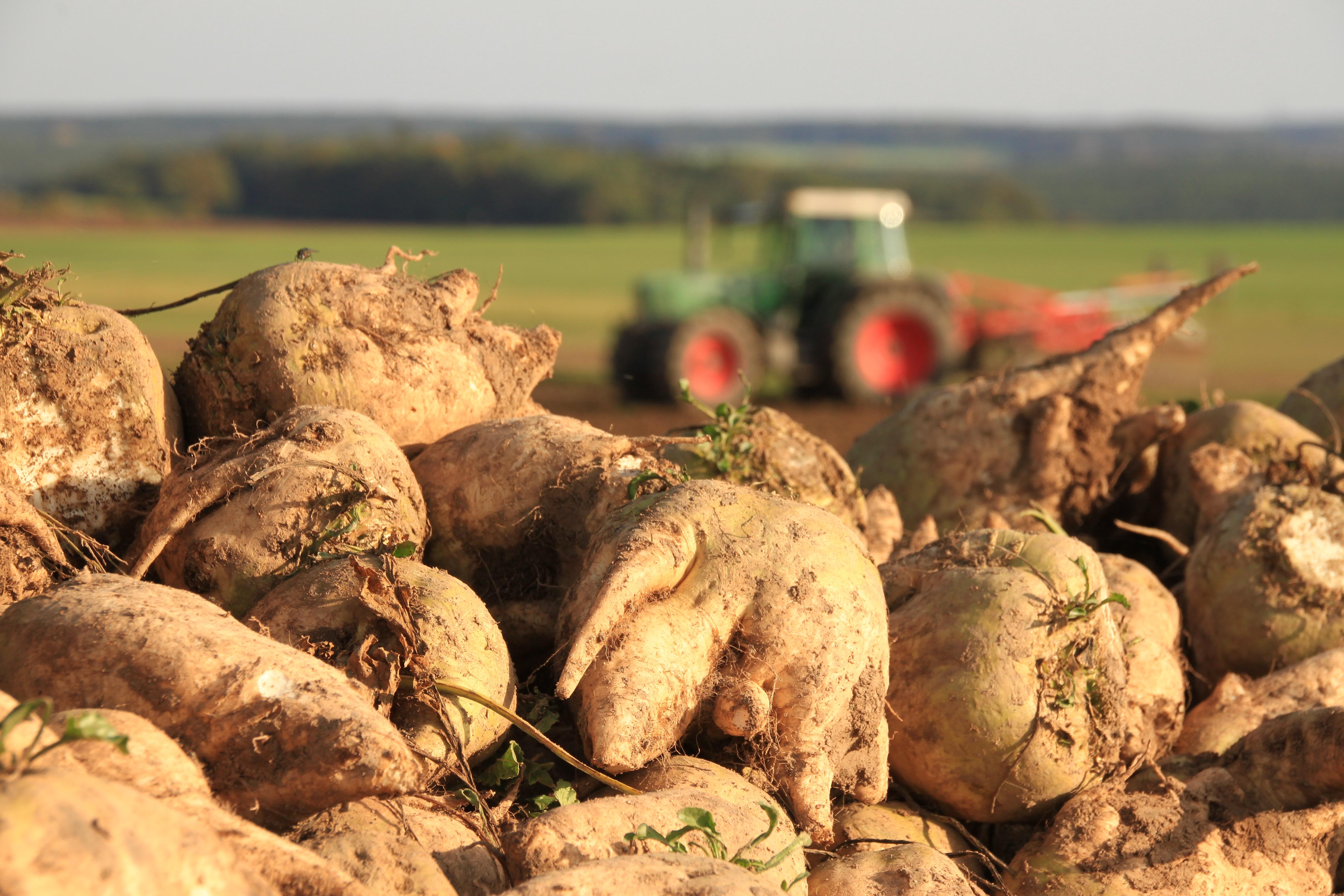Malerisch ist der Herbst im südlichen Landkreis, wie hier mit Zuckerrüben-Bergen... 