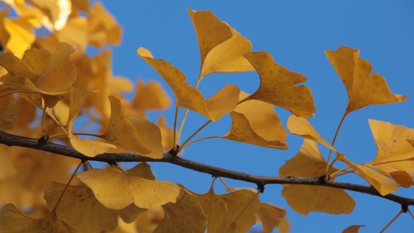 17. Oktober: Pullis und Schals - Adios! Heute können Sie in einer sonnigen Mittagspause im T-Shirt goldenen Gingko genießen!