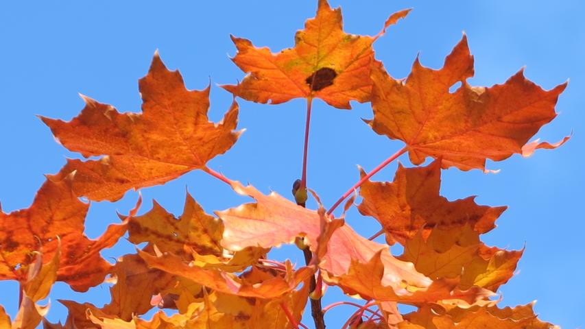 Goldener Oktober im Fränkischen Seenland: Mit leuchtenden Farben verzaubert der Herbst derzeit die Natur.