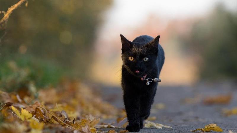 wenn sie über die Straße laufen, sind manche Katzen leider nicht besonders vorsichtig - bei Sengenhtal hat eine querende Katze einen Unfall verursacht.