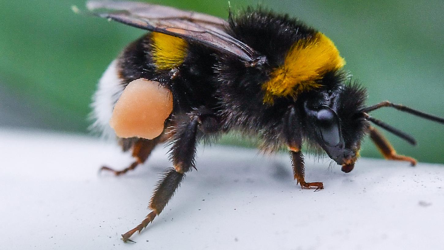 Forscher bestätigen ein drastisches Insektensterben. Für die Welt hat das fatale Folgen - Hummeln, Honigbienen und Wildbienen sind als Bestäuber wichtig für viele Pflanzen. Werden Nutzpflanzen nicht mehr regelmäßig angeflogen, entstehen der Landwirtschaft große Verluste.