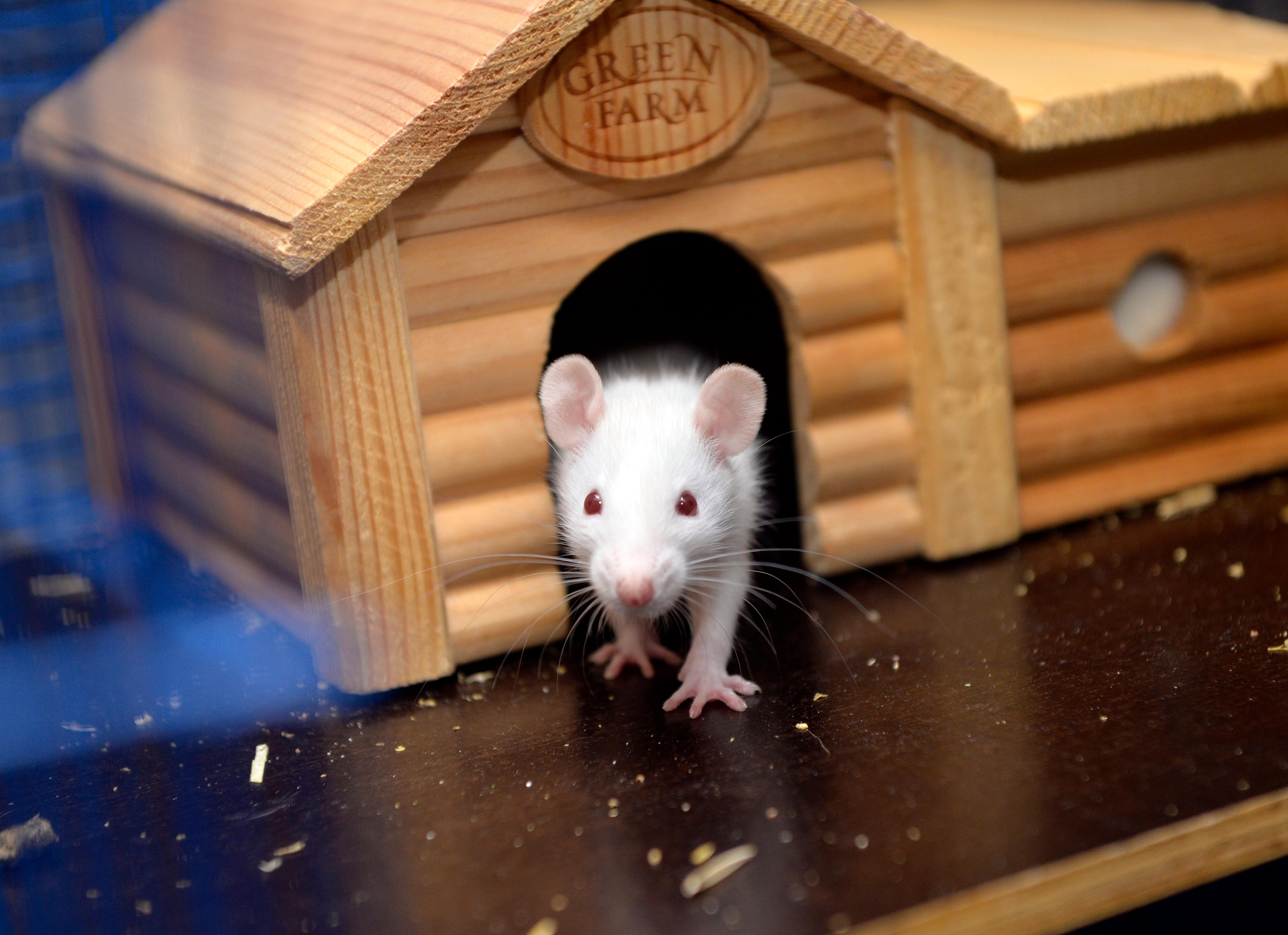 Tierheim übernimmt Mäuse und Ratten aus illegalem Tiertransport