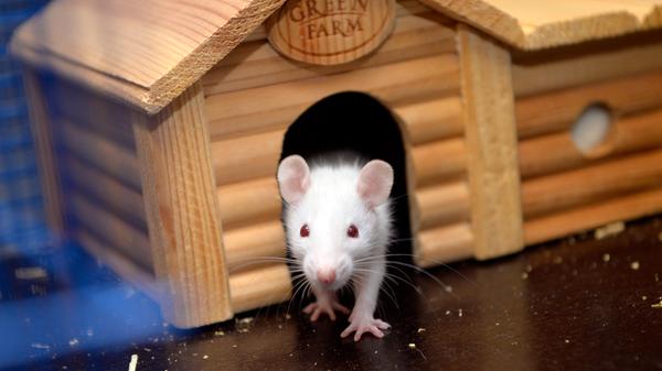 Tierheim übernimmt Mäuse und Ratten aus illegalem Tiertransport