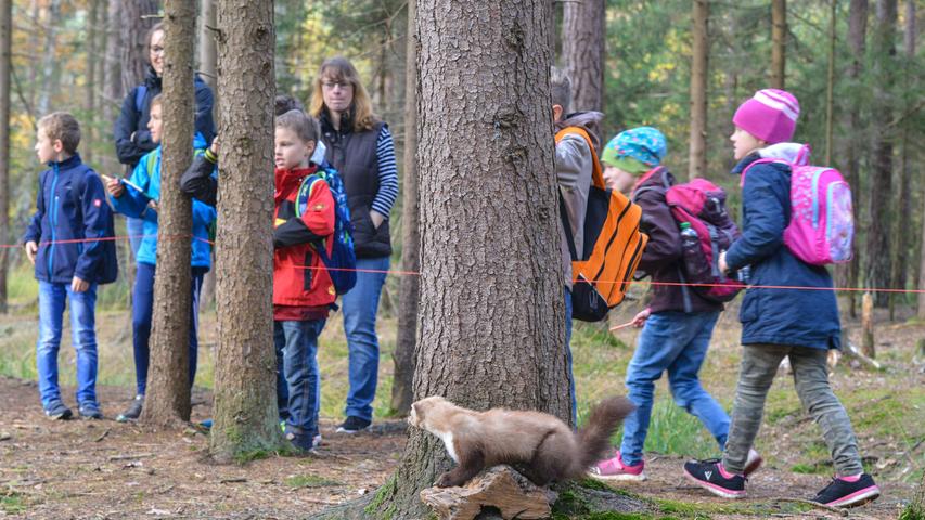 Lernen im Wald: Ein spannender Tag für Hilpoltsteiner Grundschüler 