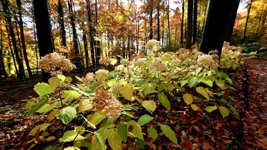 Herbstimpressionen im Park von Schloss Unterleinleiter