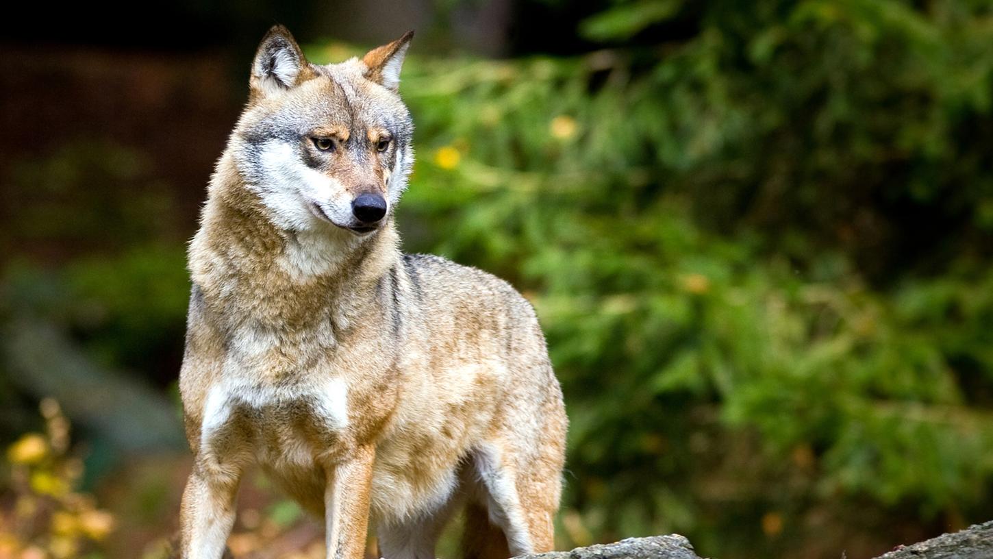 Der Wolf ist zurück in Bayern - auch im Bayerischen Wald. Vor wenigen Wochen aber flohen mehrere Tiere aus Gefangenschaft.
