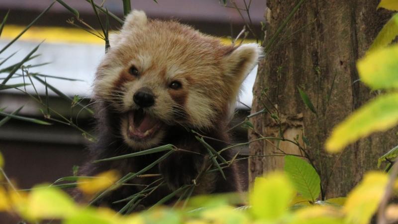 "Komm mir nicht zu nahe!", scheint dieser kleine Panda wütend zu fauchen. Was ihn wohl so verärgert hat?