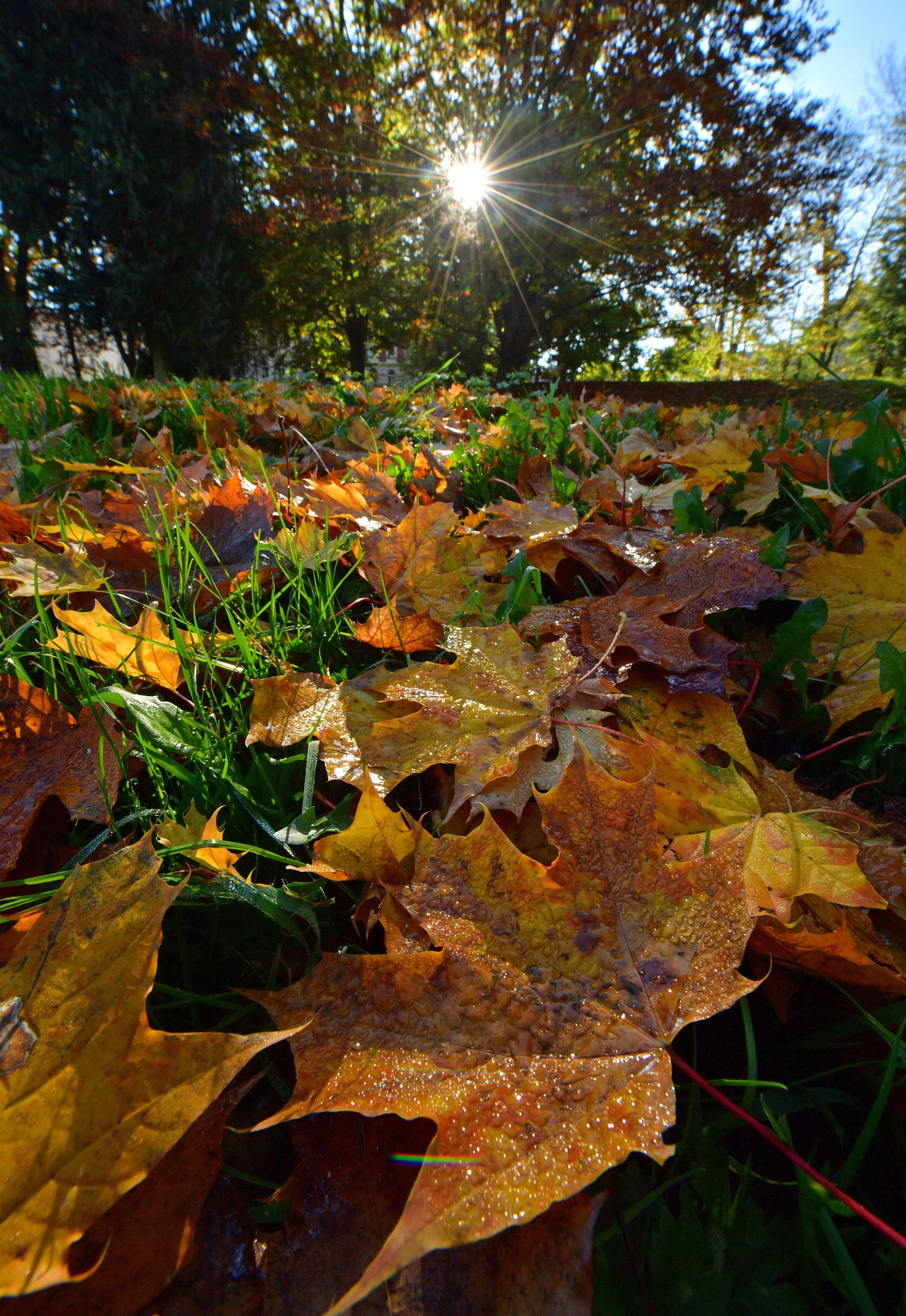 Laub im Garten ist ein Tausendsassa. Landet der bunte Laubregen zwischen Beerensträuchern, Gemüsebeeten und Obstbäumen, lässt man ihn am besten liegen. Denn die Schicht wärmt den Boden. Auch Stauden, Rosen oder andere empfindliche Pflanzen freuen sich über eine warme Decke aus Laub und Reisig. Die Blätter dienen außerdem vielen Tieren als Nahrung, allen voran Regenwürmern und Asseln. Aber auch Igel, Spinnen und Laufkäfer freuen sich über das Winterversteck. Auf dem Rasen sollte das Laub allerdings nicht liegen bleiben, weil das Grün darunter ersticken kann und es Pilzkrankheiten fördert.