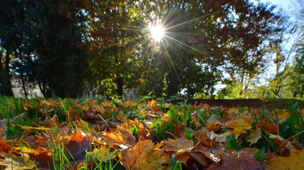 Laub im Garten ist ein Tausendsassa. Landet der bunte Laubregen zwischen Beerensträuchern, Gemüsebeeten und Obstbäumen, lässt man ihn am besten liegen. Denn die Schicht wärmt den Boden. Auch Stauden, Rosen oder andere empfindliche Pflanzen freuen sich über eine warme Decke aus Laub und Reisig. Die Blätter dienen außerdem vielen Tieren als Nahrung, allen voran Regenwürmern und Asseln. Aber auch Igel, Spinnen und Laufkäfer freuen sich über das Winterversteck. Auf dem Rasen sollte das Laub allerdings nicht liegen bleiben, weil das Grün darunter ersticken kann und es Pilzkrankheiten fördert.