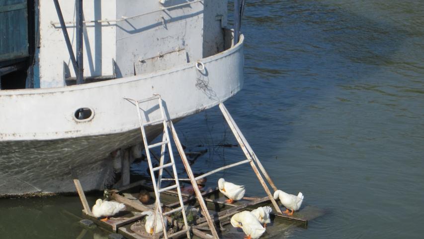 Die Enten bei den Hausbooten in Belgrad haben eine eigene schwimmende Plattform.